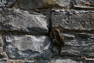 Monkey on rock against wall