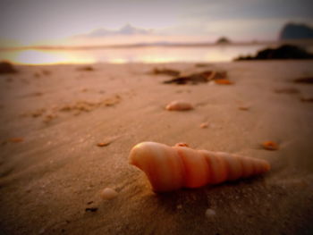 Close-up of seashells on beach