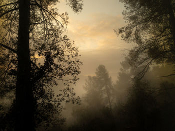 Landscape in the forests of the natural park of collserola on a foggy morning