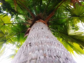 Low angle view of coconut palm tree