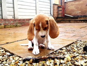 Close-up of puppy sitting outdoors