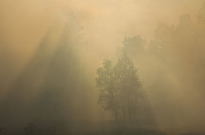 Forest fire in the chelyabinsk region