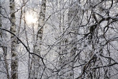 Low angle view of snow covered bare trees against sky