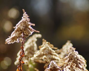 Close-up of frozen plant during winter