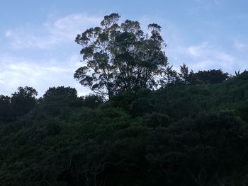 Trees on field against cloudy sky