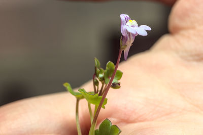 Close-up of hand holding purple flowering plant