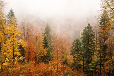 Trees and fog in forest during autumn