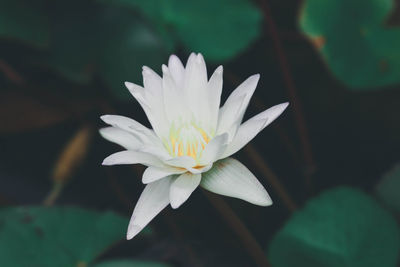 Close-up of white flowering plant