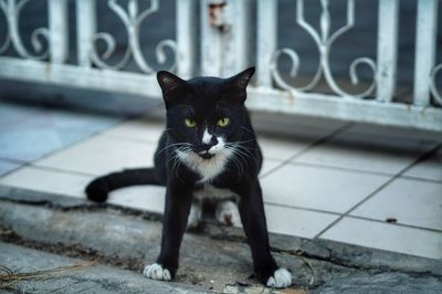 Portrait of black cat sitting outdoors