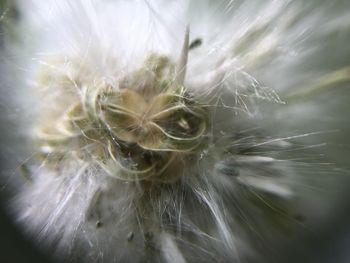 Macro shot of dandelion