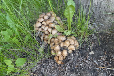 High angle view of mushrooms growing on field