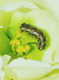 Close-up of insect on leaf