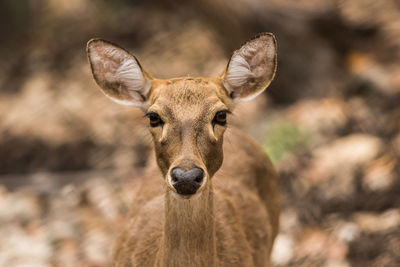 Close-up portrait of deer on land