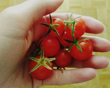 Close-up of hand holding tomatoes