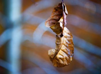 Close-up of dry autumn leaf