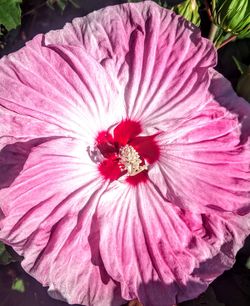 Close-up of pink hibiscus