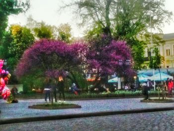 View of pink flowers on road
