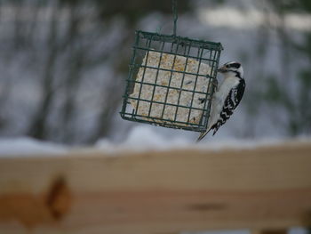 Close-up of bird on feeder