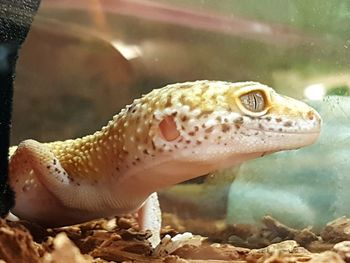 Close-up of turtle in sea