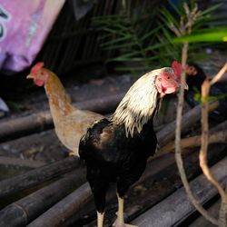 Close-up of rooster