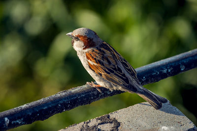 Close-up of bird perching on branch