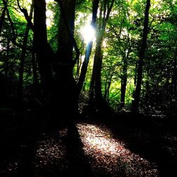 Sun shining through trees