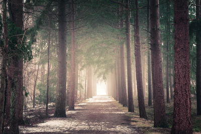 Walkway amidst trees in forest