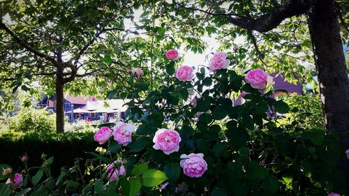 Pink flowering plants in park