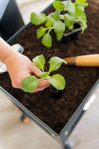 Midsection of person holding leaf