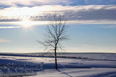 Bare tree on snow covered landscape against sky