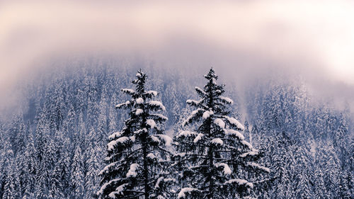 Pine tree in forest during winter