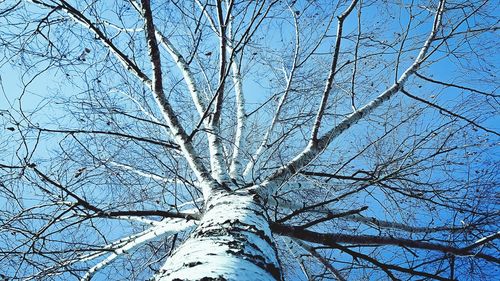 Low angle view of bare tree against clear sky