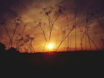Silhouette of trees at sunset