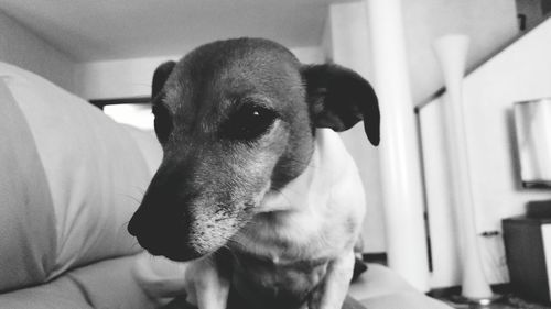 Close-up portrait of dog sitting on sofa