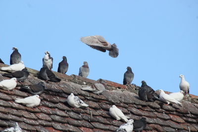 Low angle view of birds flying against clear blue sky