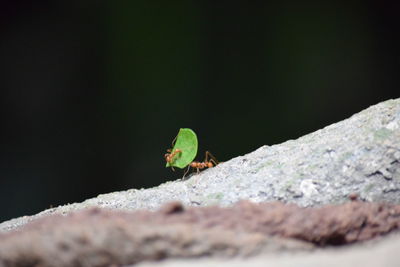 Close-up of insect on rock