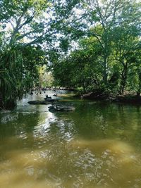 Scenic view of lake in forest