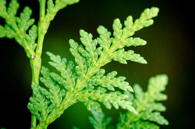 Close-up of plant