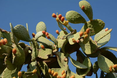 Low angle view of prickly pear cactus against clear sky