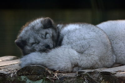 Close-up of arctic fox sleeping on wood