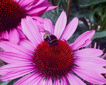 Bee pollinating on purple coneflower