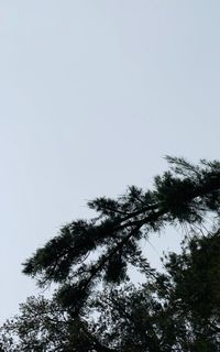 Low angle view of silhouette tree against clear sky