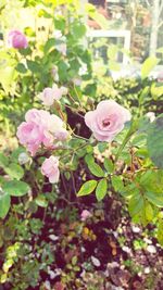 Close-up of pink flowers blooming outdoors