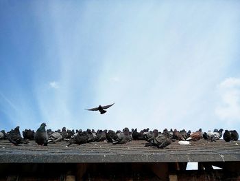 Low angle view of bird flying in sky