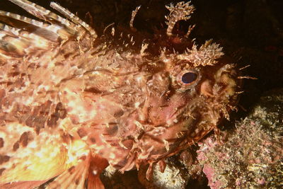 Close-up of fish underwater