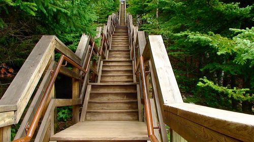 Staircase by trees