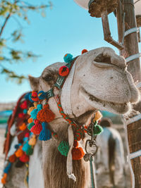 Close-up of camel smiling