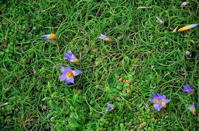 High angle view of purple crocus flowers on field