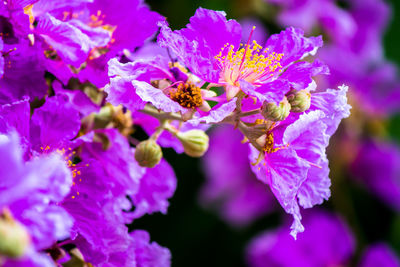 Close-up of bee pollinating on pink flower