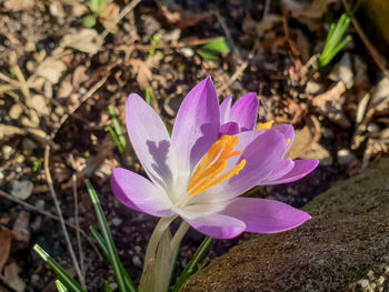 Close-up of purple crocus flower on field